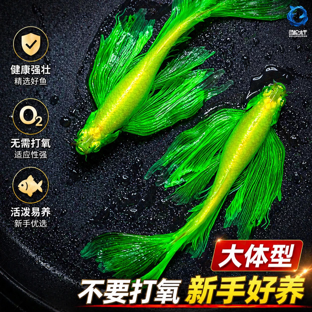 蝶翼斑马鱼长尾长鳍大帆翡翠绿观赏鱼龙凤冷水小型淡水好养小活鱼