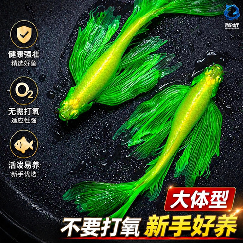 蝶翼斑马鱼长尾长鳍大帆翡翠绿观赏鱼龙凤冷水小型淡水好养小活鱼