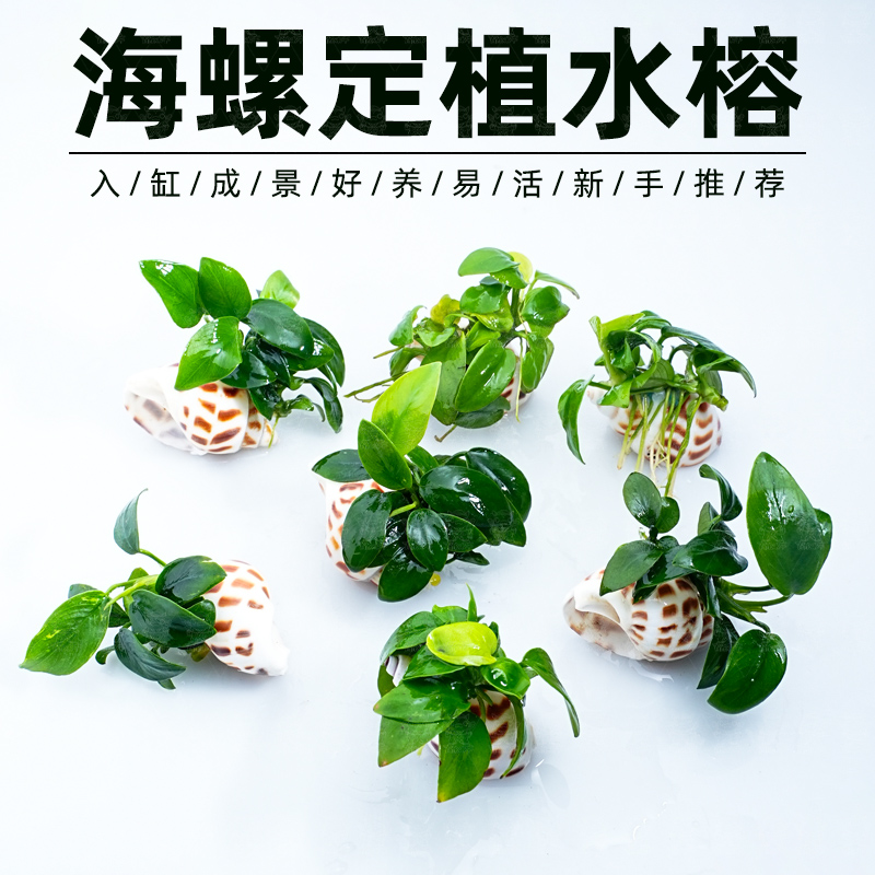 迷你海螺小水榕鱼缸草新手造景装
