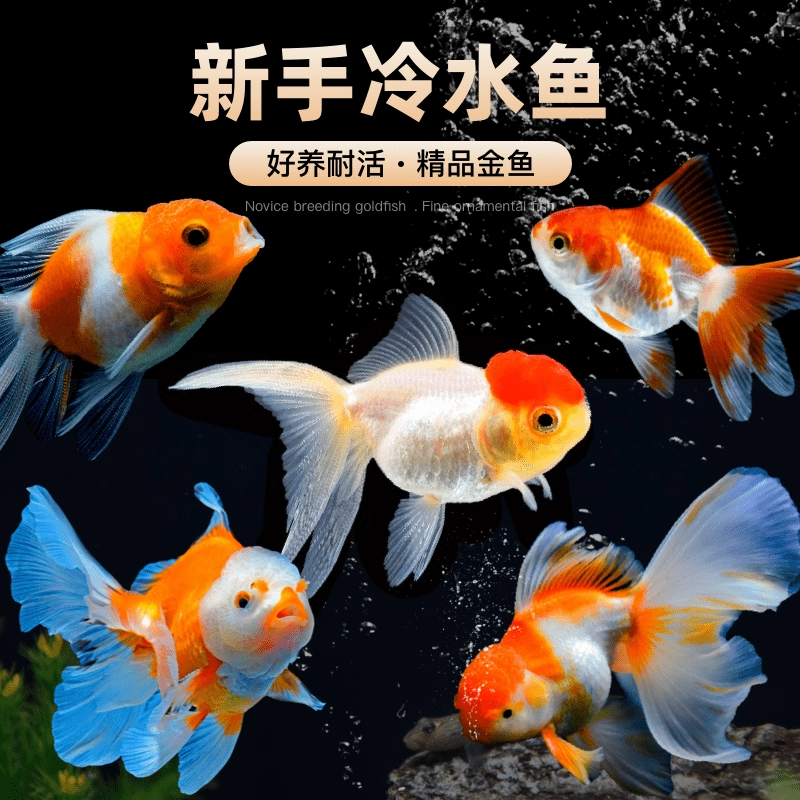 金鱼活鱼冷水鱼苗观赏鱼狮子头金鱼丹顶自来水好养耐活鱼草金小鱼