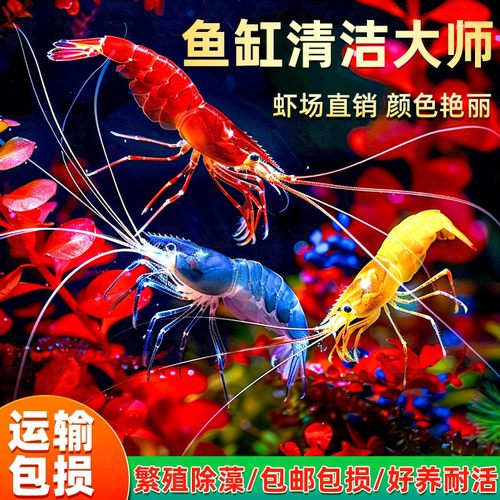 观赏虾活体宠物工具虾淡水除藻虾樱花虾极火虾黄金米虾水晶虾套餐