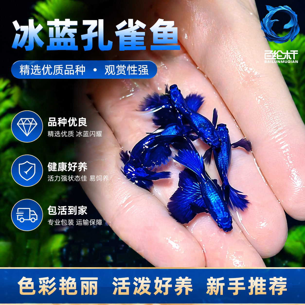 冰蓝孔雀鱼热带纯种观赏鱼小型淡水好养耐活斑马精品胎生凤尾小鱼