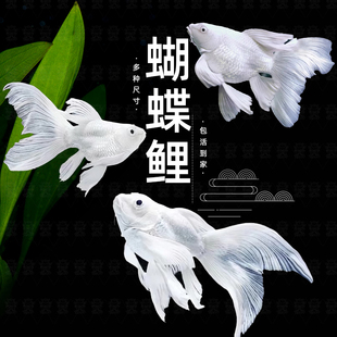 纯种台湾球体狮子头贵妃短身蝴蝶鲤鱼锦鲤好养鱼淡水冷水观赏鱼苗