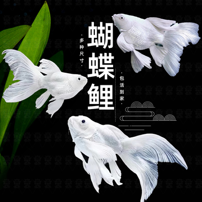 纯种台湾球体狮子头贵妃短身蝴蝶鲤鱼锦鲤好养鱼淡水冷水观赏鱼苗