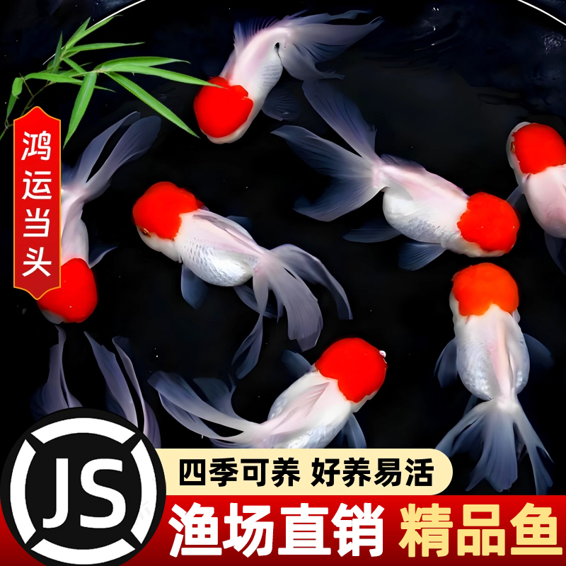鹤顶红金鱼活鱼观赏鱼小型淡水冷水鱼苗自来水好养耐活鸿运当头鱼