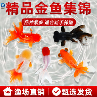 观赏鱼鸿运当头鹤顶红金鱼活体鱼苗冷水小鱼淡水好养国狮金鱼活鱼