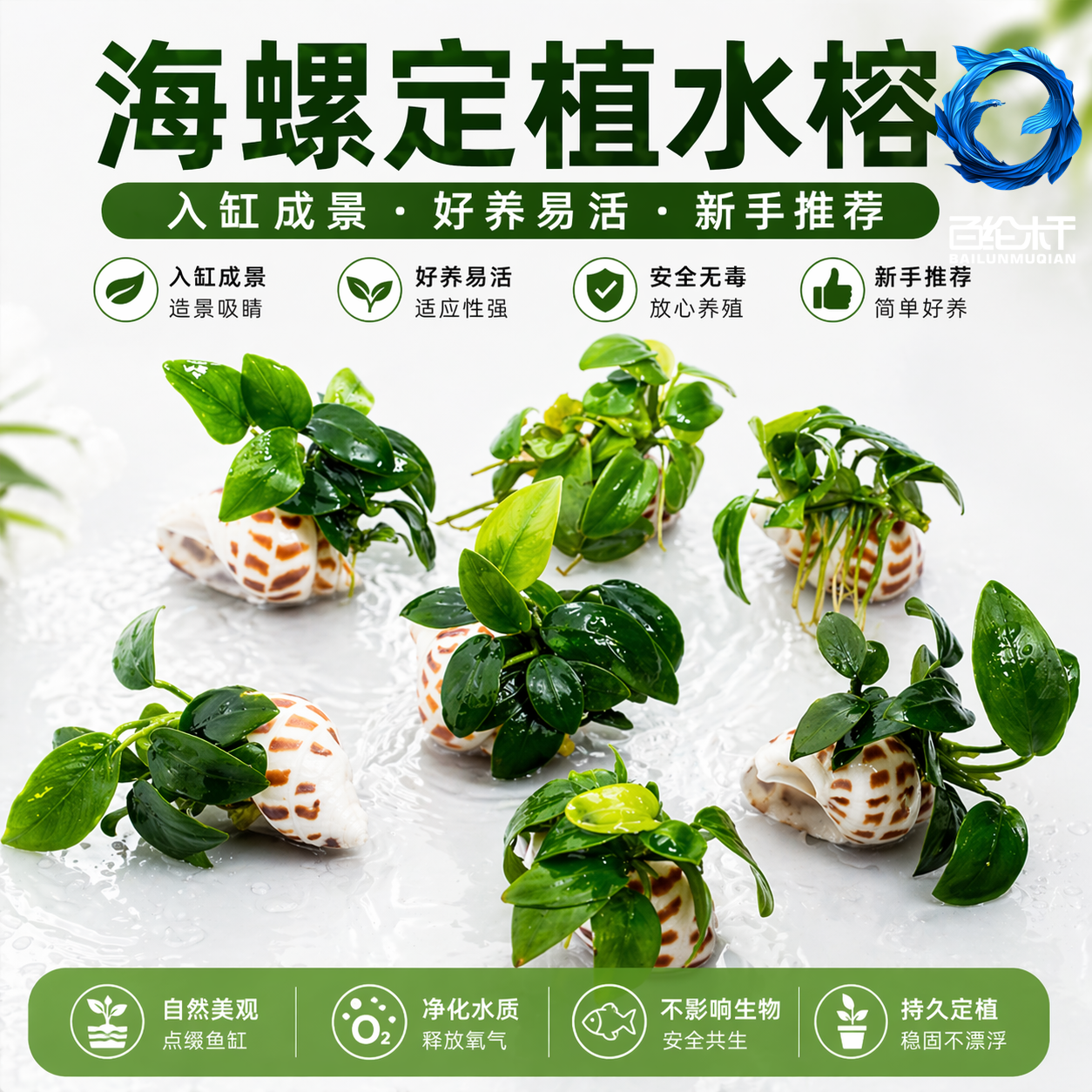 鱼缸水草迷你海螺小水榕小鱼缸新手造景装饰淡水真水草植物增氧