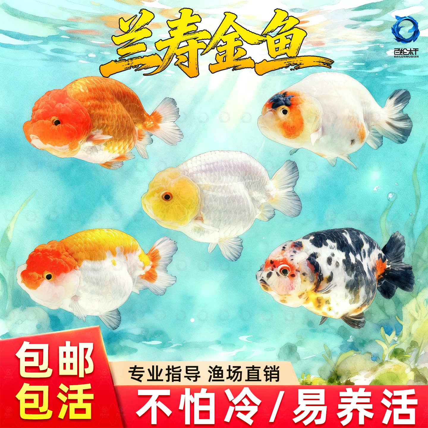 精品兰寿金鱼虎皮奶牛国粹金鱼观赏鱼包活好养兰寿活鱼苗水墨玉兔