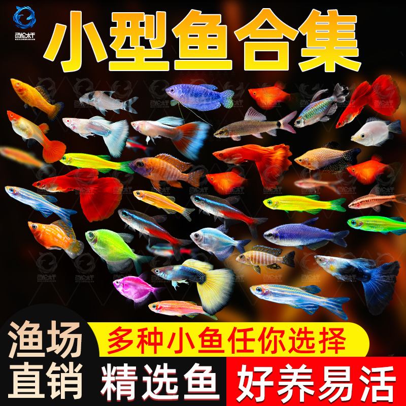 热带观赏鱼孔雀鱼好养天使鱼淡水金鱼苗神仙斑马小型清洁鱼小鱼
