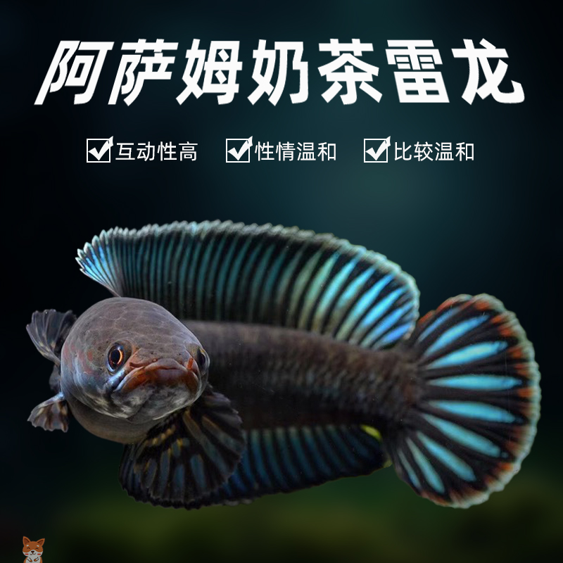 热带鱼阿萨姆奶茶雷龙鱼小型凶猛淡水鱼苗观赏鱼蓝帆奶茶雷龙牙鱼