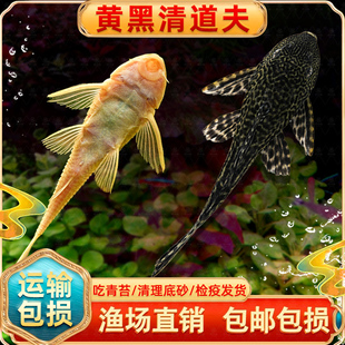 清道扶鱼缸清洁工金苔鼠鱼活体观赏热带淡水吃屎垃圾粪便清理藻类