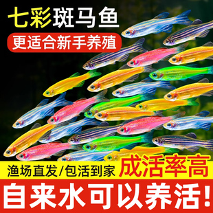 热带观赏鱼七彩斑马鱼红绿灯科鱼小型冷水淡水群游好养活的练手鱼