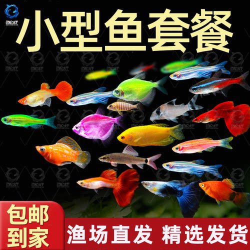热带观赏鱼好养红绿灯斑马鱼淡水金鱼苗神仙孔雀小型宝莲灯科小鱼