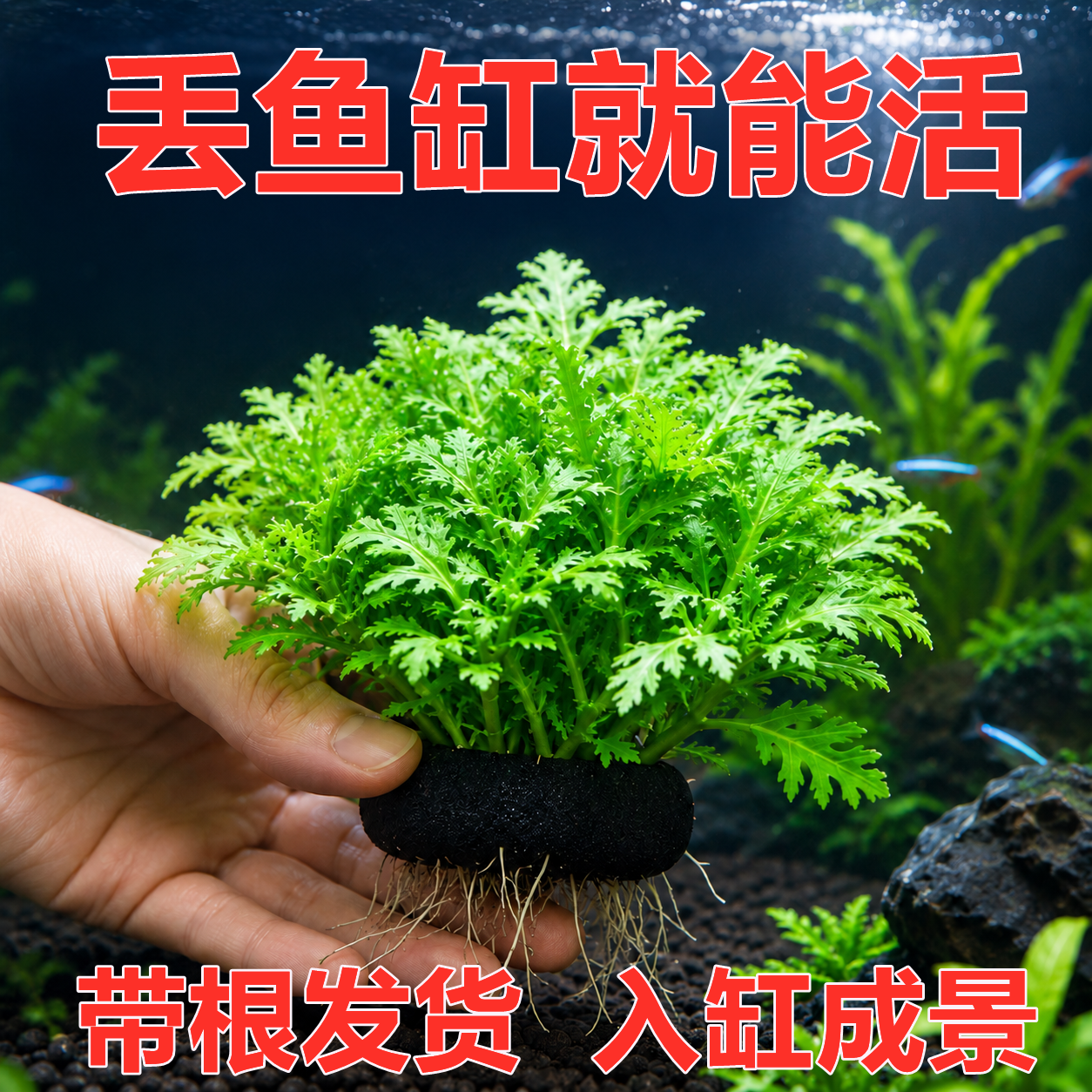 水罗兰大坨草缸造景水草场直发懒人阴性水草增氧中后景淡水培植物