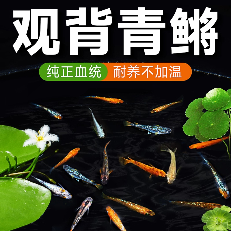 观背青鳉冷水观赏鱼小型自来水不打氧新手好养耐活小鱼苗蝶翼斑马