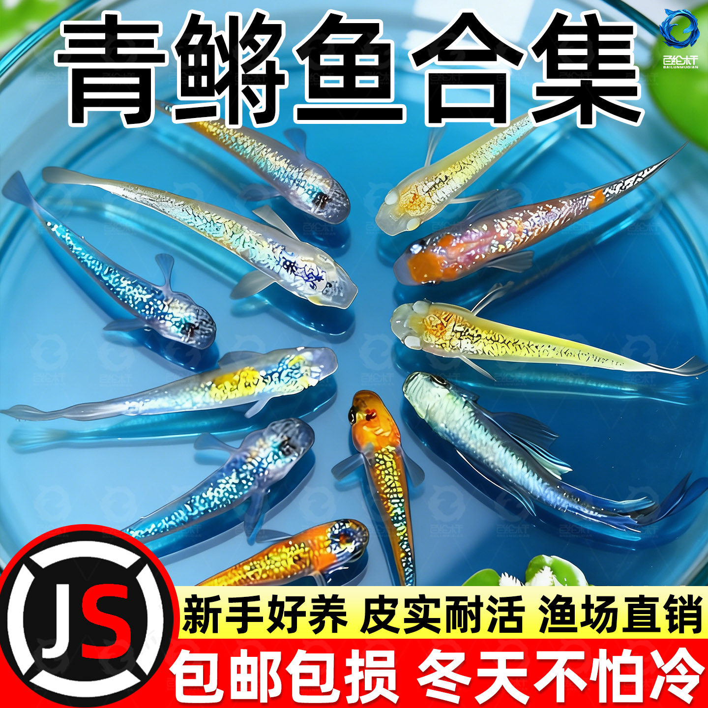 观背青鳉观赏鱼好养耐活自来水冷水小型活体不打氧生态缸养鱼,宠物/宠物食品及用品,其它水族宠物,淘宝优惠券,粉丝福利购,淘宝优惠卷