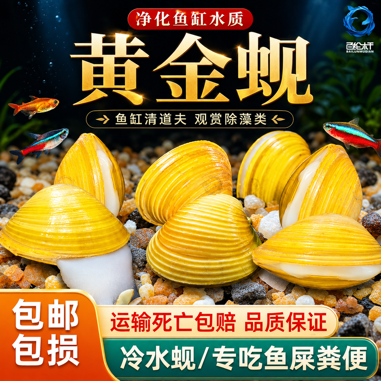 黄金蚬专吃鱼屎粪便净水河蚌冷水清道夫淡水观赏鱼清洁工具观赏螺