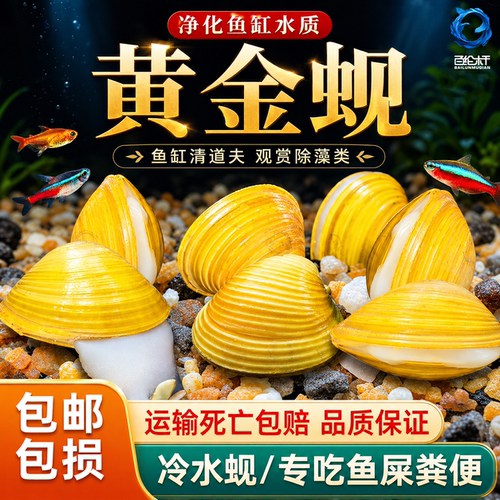 黄金蚬专吃鱼屎粪便净水河蚌冷水清道夫淡水观赏鱼清洁工具观赏螺