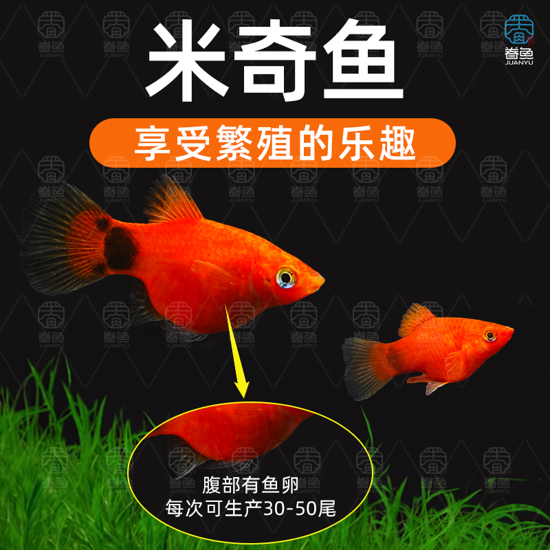 红米奇鱼鱼苗观赏鱼热带鱼小鱼淡水耐活好养小型胎生鱼孕母临产