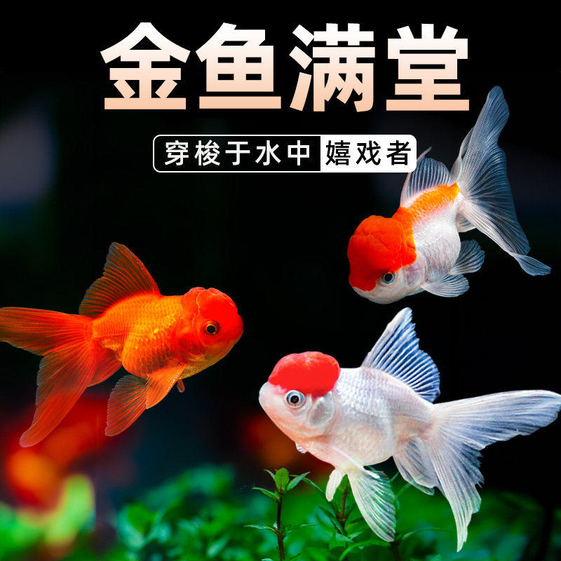 金鱼活鱼观赏鱼活体小金鱼冷水鱼好养耐活金鱼苗淡水鱼宠物鱼大型,宠物/宠物食品及用品,其它水族宠物,淘宝优惠券,粉丝福利购,淘宝优惠卷