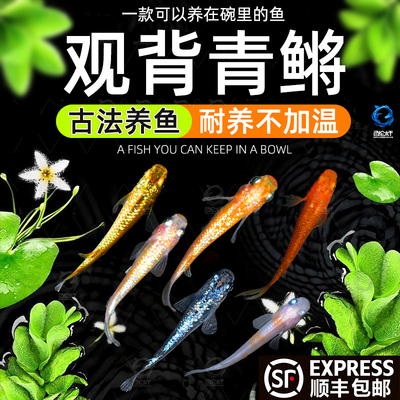 观背青鳉冷水观赏鱼小型自来水不打氧新手好养耐活小鱼苗吃食蚊子