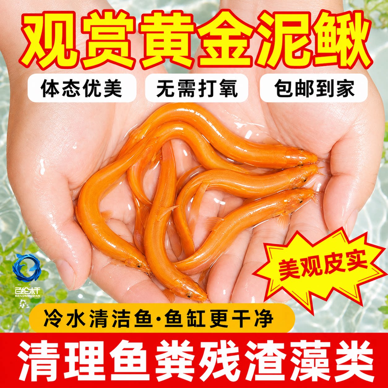 黄金鳅清洁鱼金龙鳅好养耐活黄金泥鳅淡水活体观赏鱼饲料工具鱼图片