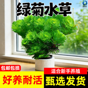 鱼缸水草活体绿菊新手好耐养绿色增氧净化水质阴性九冠水芹蜈蚣草