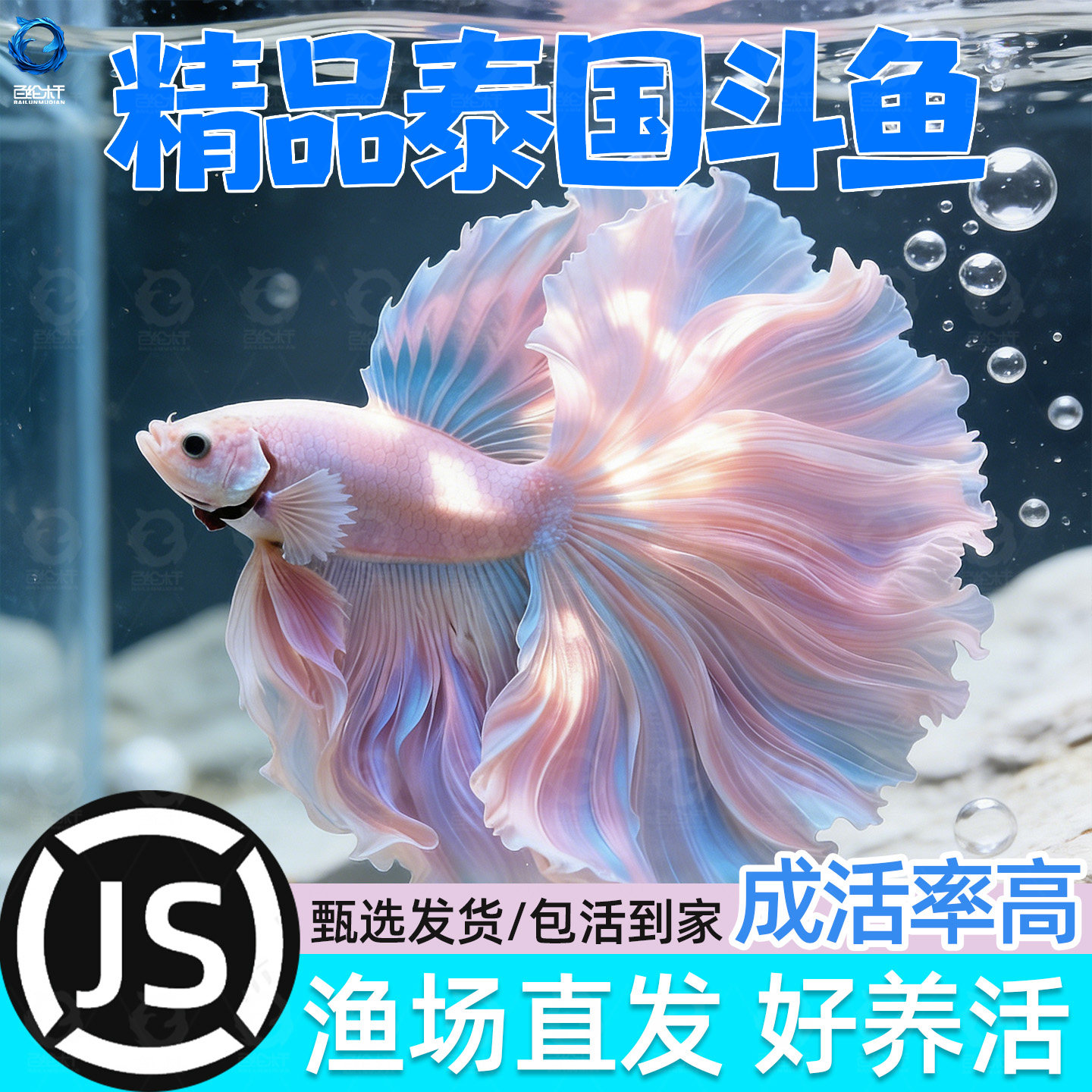 泰国斗鱼观赏鱼苗金鱼热带好养耐活体小型鱼缸淡水半月宠物婚纱鱼