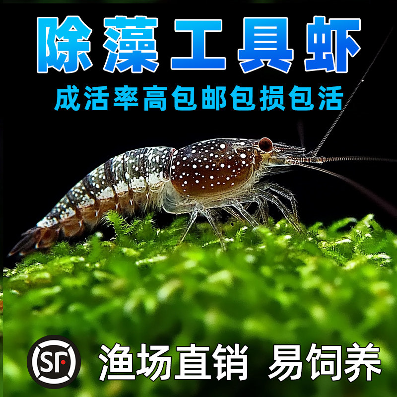 顺丰超大黑壳虾鱼缸观赏除藻工具虾草缸清理鲜活宠物活体饲料冷水,宠物/宠物食品及用品,其它水族宠物,淘宝优惠券,粉丝福利购,淘宝优惠卷