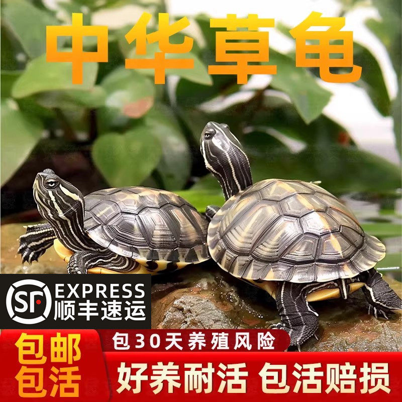 中华草龟小乌龟活物外塘长寿龟金线宠物观赏龟水金线龟墨龟草龟苗