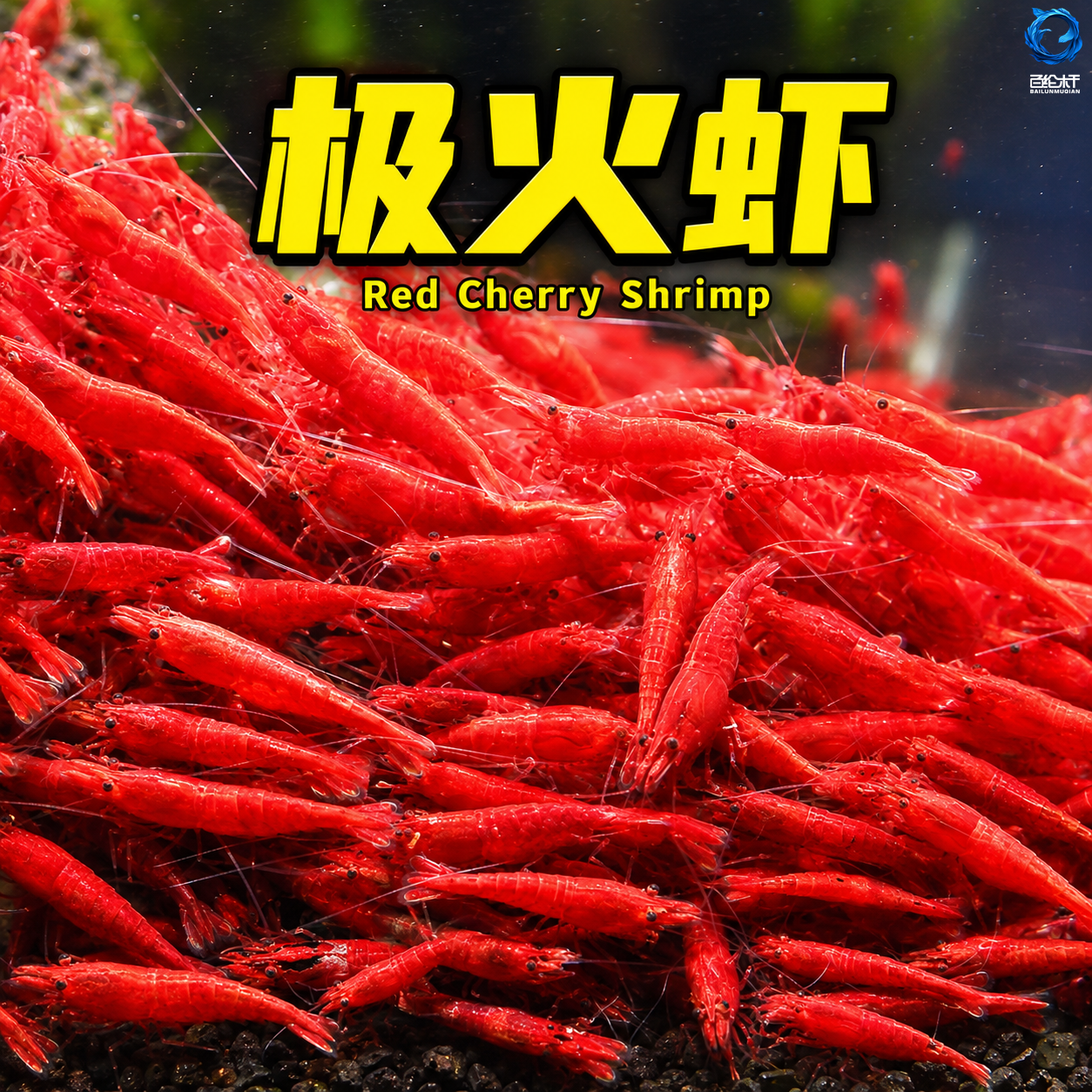 极火虾观赏虾淡水宠物虾樱花虾黑壳虾除藻虾红琉璃米虾水晶虾