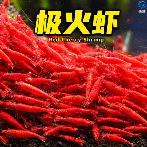 极火虾观赏虾淡水宠物虾樱花虾黑壳虾除藻虾红琉璃米虾水晶虾