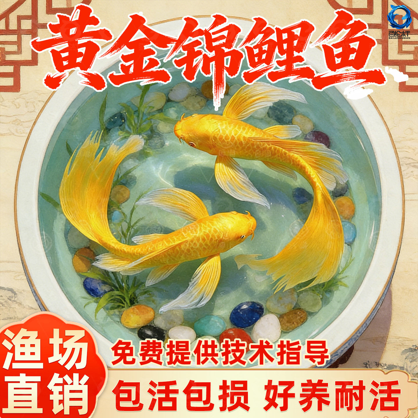 顺丰黄金锦鲤活鱼金鱼淡水鱼好养耐活冷水鱼黄金龙凤观赏鱼鱼苗,宠物/宠物食品及用品,其它水族宠物,淘宝优惠券,粉丝福利购,淘宝优惠卷