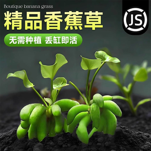 香蕉草水草鱼缸专用植物净化水质造景增氧免打理新手懒人养鱼绿植