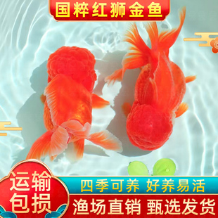 红狮金鱼国师鱼冷水鱼金鱼活鱼淡水锦鲤活体好养耐活不加温观赏鱼