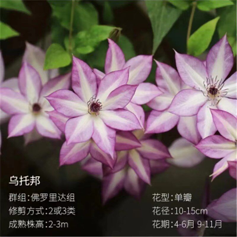 【乌托邦1.5加仑】铁线莲w阳台庭院地载盆栽爬藤花卉植物四季开花