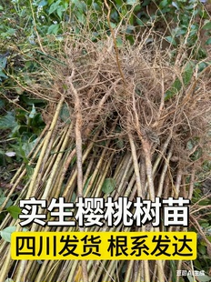 樱桃实生苗大青叶山樱桃苗樱桃砧木苗未嫁接樱桃树直生原生果树苗