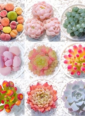 多肉植物小盆栽大颗好养栽好发货室内办公桌玉露桃蛋花盆仙人球