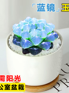 蓝镜多肉植物玉露高端花卉办公室内冷门懒人桌面稀有小带盆栽蓝色