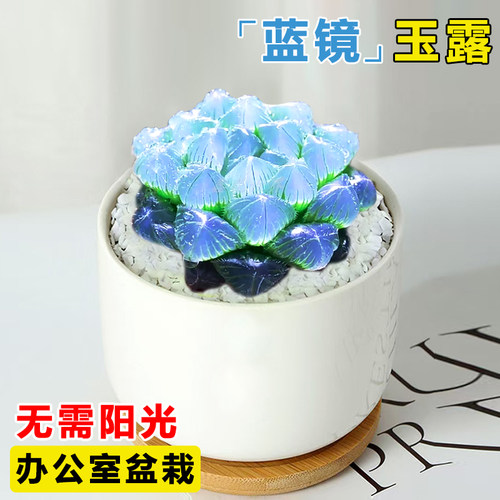 蓝镜多肉植物玉露高端花卉办公室内冷门懒人桌面稀有小带盆栽蓝色