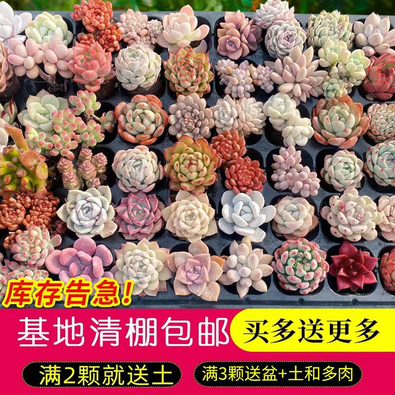 多肉植物组合盆栽小绿植花卉玉露大颗好养室内精品肉肉 带盆老桩