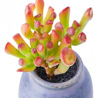 Small potted succulent plants, large ones, easy to grow and ship, indoor office desk, Jade dew peach egg flowerpot cactus thumbnail 4