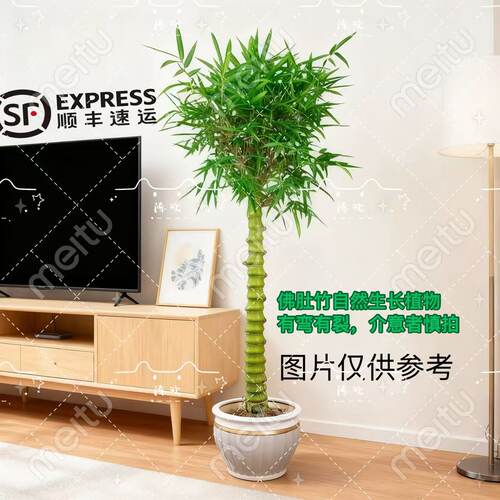 佛肚竹盆栽绿植室内外阳台盆景花卉竹子罗汉竹