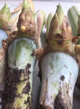 新品甜象草3号种节无毛多年生喂牛羊鸡鸭鹅高产牧草W王新型皇竹草