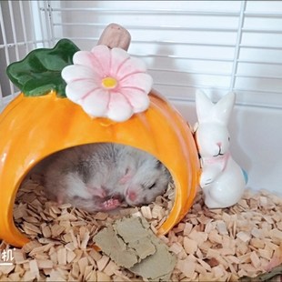 极速金丝熊陶瓷仓鼠窝造景躲避y屋金丝熊南瓜窝避难所降温冰屋睡