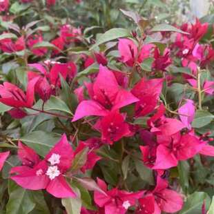 极速鲁比-紫J红桑巴三角梅