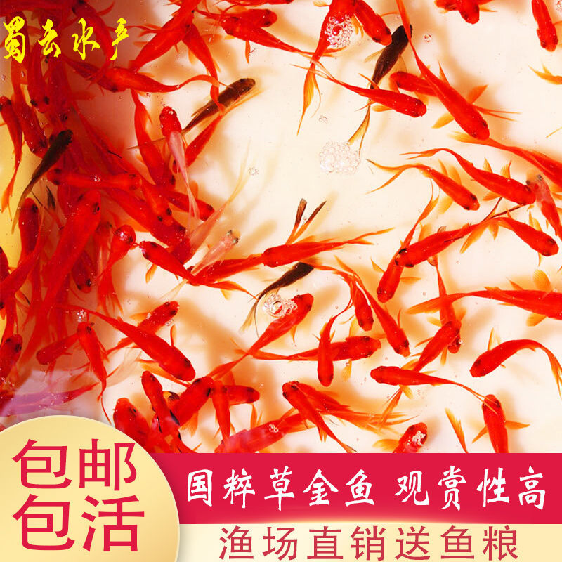 极速红草金鱼小红j鱼活鱼冷水观赏鱼淡水小金鱼好养耐活特价红鱼