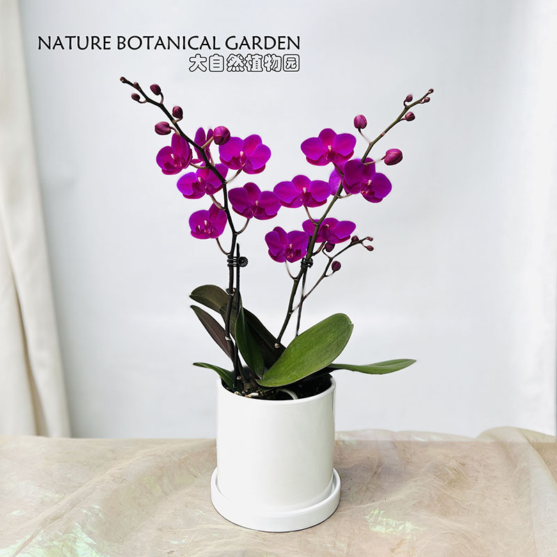 极速蝴蝶兰 好养兰花 洋t兰 年宵花 绿植花卉小盆栽 容易复花花期