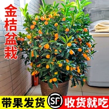 金桔树盆栽树苗客厅可食用果树室内植物四季带果脆皮橘子大型果苗