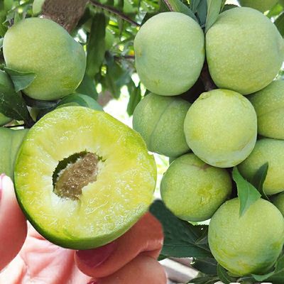 四川嫁接蜂糖李子树苗清脆